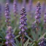 브룬펠시아 보라색 꽃이 가지에 많이 피어 있는 모습