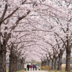 봄날 불국사 공원의 만개한 분홍색 겹벚꽃 나무들