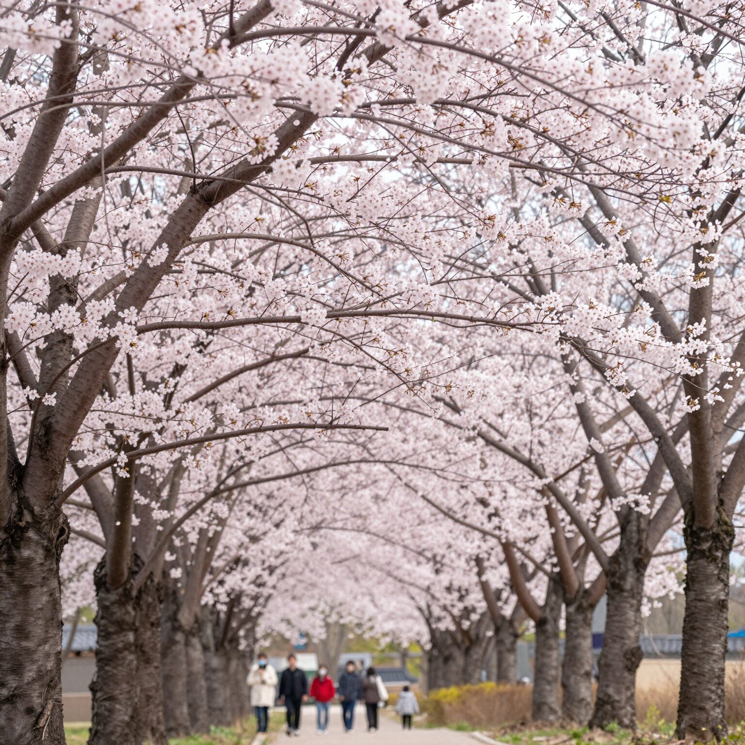 봄날 불국사 공원의 만개한 분홍색 겹벚꽃 나무들