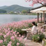 청도 복사꽃 여행 계절별 매력과 명소 청도 소우모우 카페 테라스에서 바라본 분홍빛 복사꽃 군락과 저수지 풍경