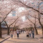 벚꽃이 만개한 길을 걷는 사람들