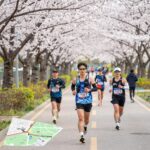 경주 벚꽃 마라톤 코스 지도와 벚꽃길 러너 사진