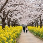 대저 벚꽃축제의 벚꽃길과 유채꽃밭이 함께 보이는 풍경