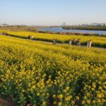 2026년 부산 대저생태공원 봄꽃 축제 정보와 체험 가이드 대저생태공원의 넓게 펼쳐진 노란 유채꽃밭과 낙동강 풍경