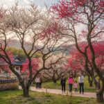 담양 매화축제장에서 핀 하얀 백매화와 붉은 홍매화가 어우러진 봄 풍경