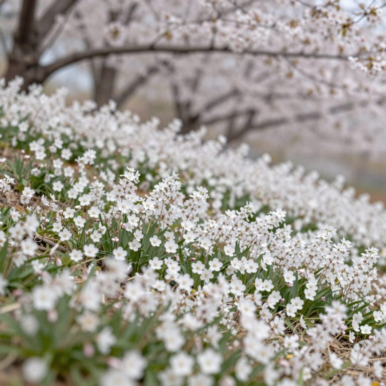 봄에 흰색과 연분홍 꽃을 피운 돌단풍 야생화
