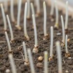 싹이 튼 생강 종자, 하얀 싹이 1-2cm 자라난 모습