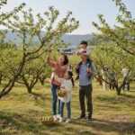 광양 매실 축제 즐기기 완벽 정보 광양 매실 축제에서 가족이 함께 매실 따기 체험을 즐기는 모습