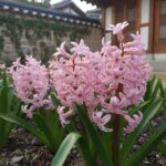 분홍색 히아신스 꽃이 핀 모습, 은은한 색감이 특징