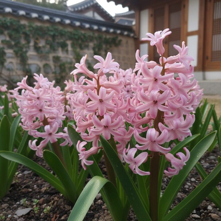 분홍색 히아신스 꽃이 핀 모습, 은은한 색감이 특징