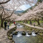 제주 서귀포 예래생태공원 벚꽃길과 계곡 풍경