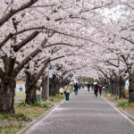 2026년 제주 전농로 왕벚꽃축제 벚꽃 터널과 행사장 풍경