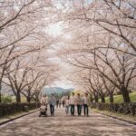 제주도 벚꽃 명소 예래생태공원의 벚꽃 터널 풍경