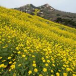 한라산을 배경으로 노란 유채꽃밭이 펼쳐진 휴애리 자연생활공원 풍경