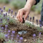 마른 흙을 손가락으로 확인하며 라벤더 화분에 물을 주는 모습