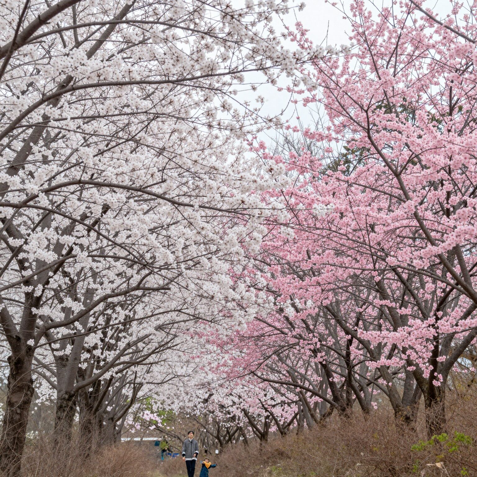 진주 매화숲의 흰 매화와 분홍 매화가 어우러진 봄 풍경
