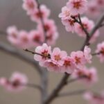 가까이에서 본 분홍색 매실꽃 사진 가지에 붙어 핀 모습