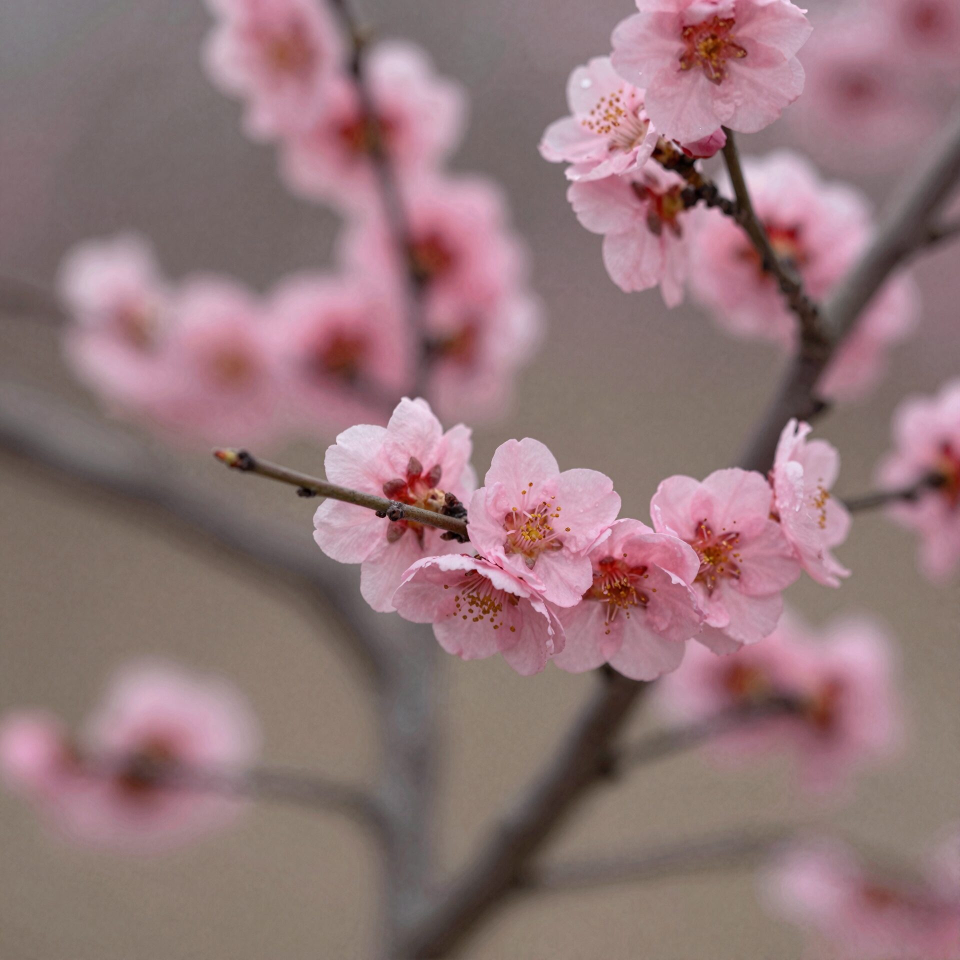 가까이에서 본 분홍색 매실꽃 사진 가지에 붙어 핀 모습