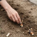 명이나물 종근을 흙에 심는 과정, 적절한 간격과 깊이를 보여줌