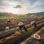 3월에 꼭 심어야 할 텃밭 작물과 성공 비결 두둑을 만들어 감자 씨감자를 심는 모습