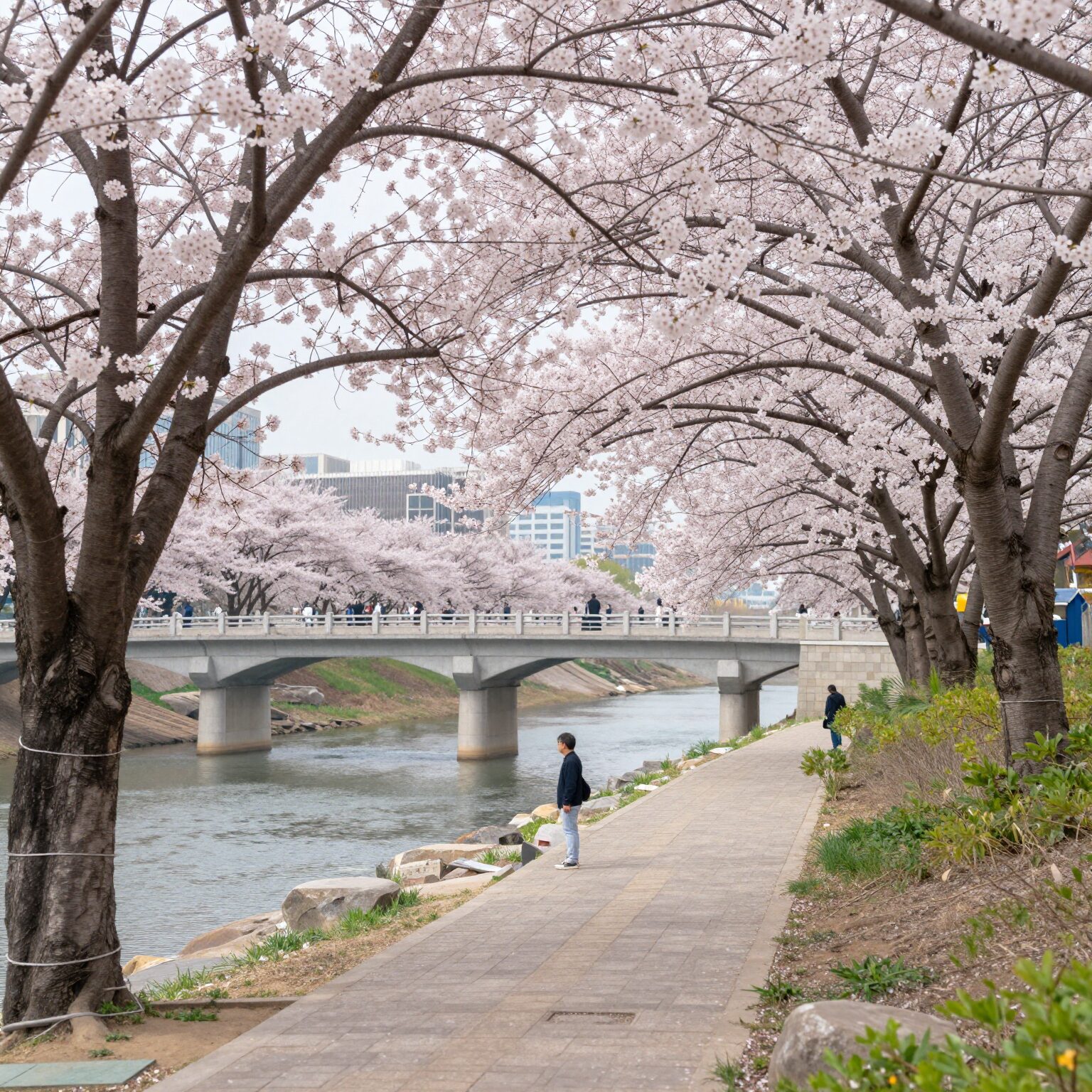 벚꽃으로 뒤덮인 여좌천 로망스 다리와 주변의 아름다운 풍경