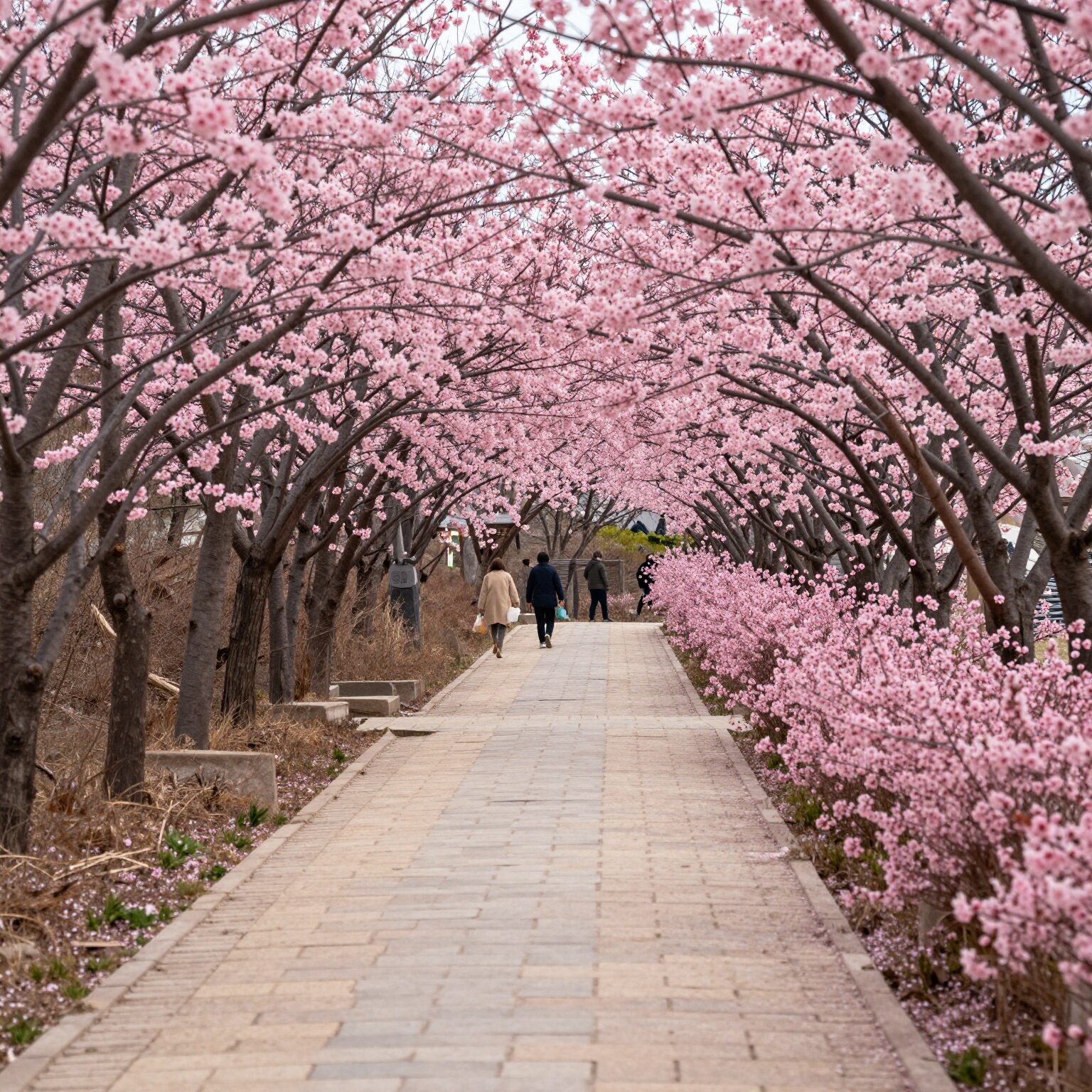 강진 남미륵사 서부해당화 꽃 터널 길, 분홍색 꽃으로 가득한 산책로