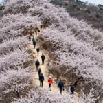 봄꽃산행 가득한 추천 산과 코스 봄꽃이 만개한 산등성이와 등산객들이 길을 걷는 풍경