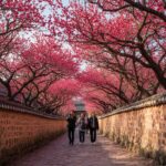 순천 탐매마을 홍매화 골목길 붉은 터널 풍경