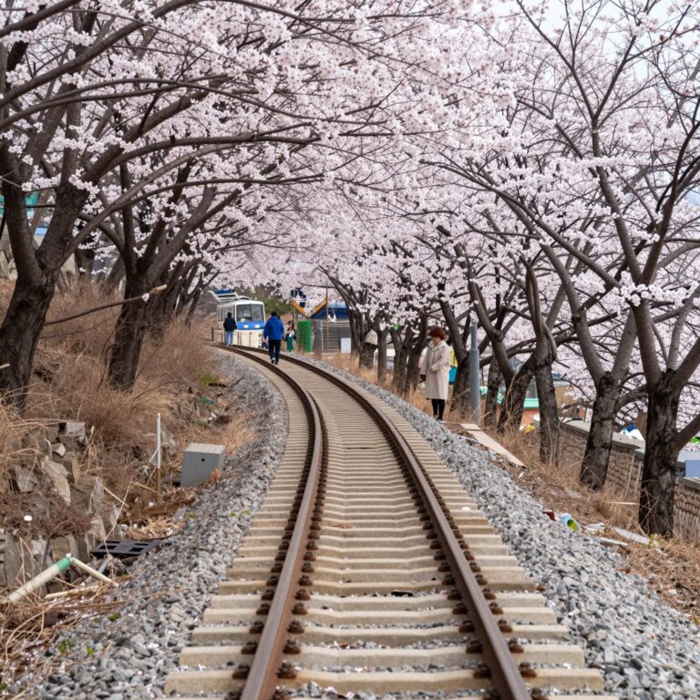 원동 순매원 전망대에서 바라본 매화나무와 기찻길 풍경