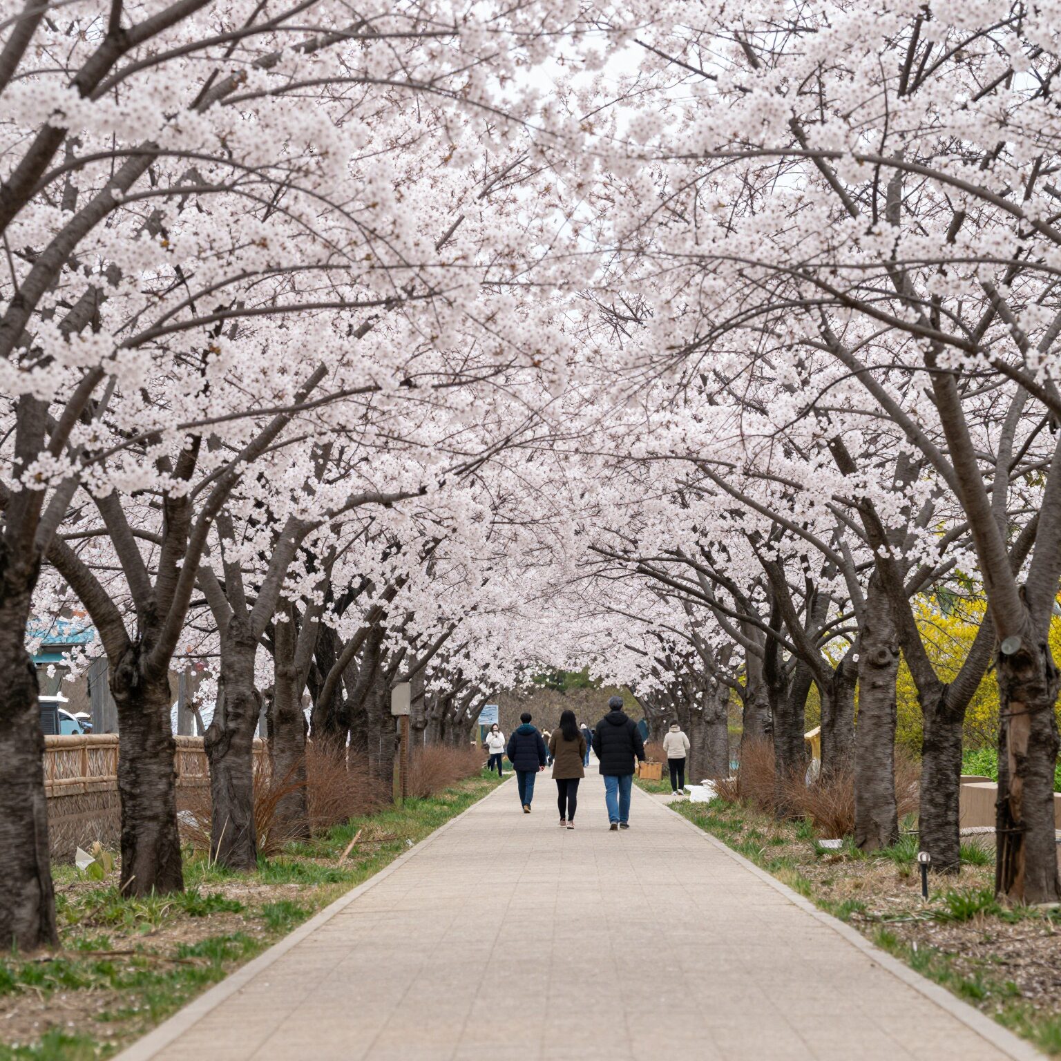 봄날 양평 갈산공원 벚꽃 터널 산책로 경치