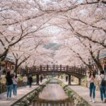 진해 여좌천 벚꽃 터널과 로망스다리 풍경