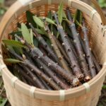 봄에 수확된 신선한 음나무순이 바구니에 담겨 있는 모습