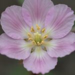 2026년 철쭉 개화 시기와 영산홍 진달래 구별법 철쭉과 영산홍 꽃을 가까이에서 비교한 사진, 수술 개수와 꽃잎 안쪽 반점 차이를 보여줌