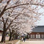 창덕궁 낙선재 주변에 핀 아름다운 홍매화 꽃나무