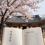 서산 개심사 명부전 앞에서 만개한 청벚꽃 나무와 사찰 전각의 조화로운 풍경