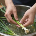 쑥부쟁이나물 봄나물 무침 반찬 만드는 법 손질된 쑥부쟁이나물을 찬물에 헹구는 모습