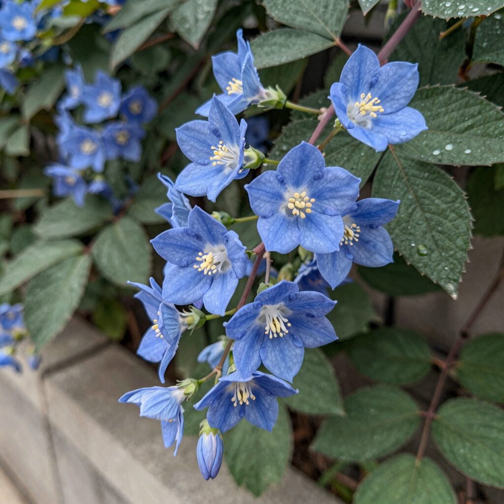 겹클레마티스 멀티블루 첫 개화 순간의 자태