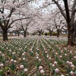 봄 들판에 자라는 쇠뜨기 군락