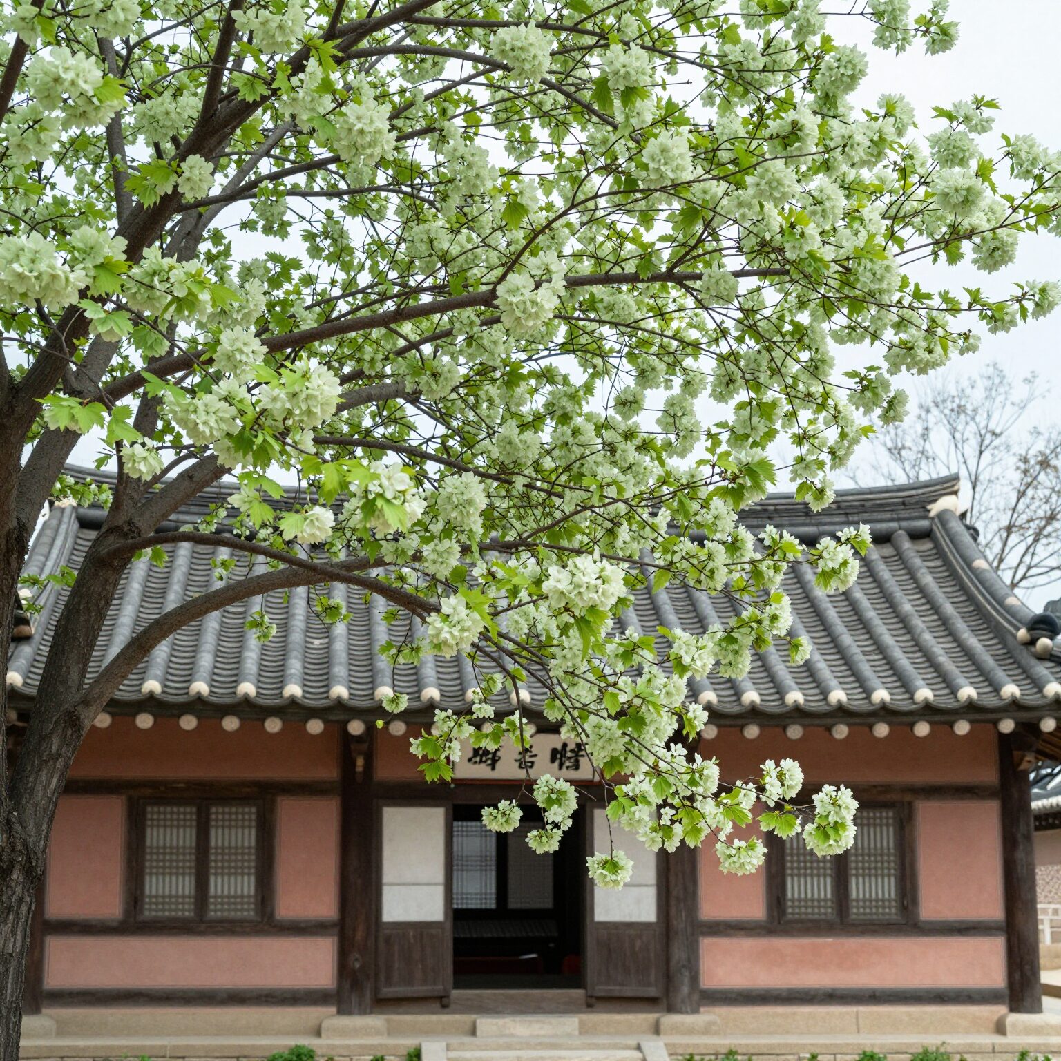 서산 개심사 명부전 앞에 핀 신비로운 초록빛 청벚꽃과 전통 사찰 건물의 조화로운 풍경