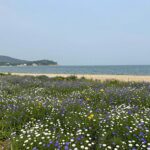 관매도 유채꽃밭과 다도해 수평선 풍경