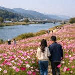 경산 하양유채꽃단지 가을 코스모스 꽃밭과 금호강 풍경
