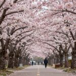 대구 화원유원지 약초원 겹벚꽃 터널, 분홍색 겹벚꽃이 터널을 이루고 있는 모습