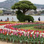 2026 고양국제꽃박람회 일산호수공원 메인 조형물 시간여행자의 정원과 튤립 화단 전경