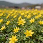 자주광대나물의 특징 효능과 요리법 봄 들판에 핀 자주광대나물 꽃과 잎의 모습