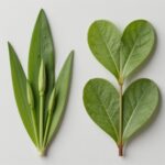 수수꽃다리와 라일락 잎 모양 비교 사진, 좌측은 길쭉한 잎, 우측은 하트형 잎