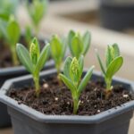 화분에 심겨진 라일락 삽목 묘목과 분주된 새순