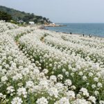 삼척 맹방 유채꽃마을 봄 여행 완벽 정보 삼척 맹방유채꽃마을의 넓은 유채꽃밭과 배경의 동해 바다 풍경