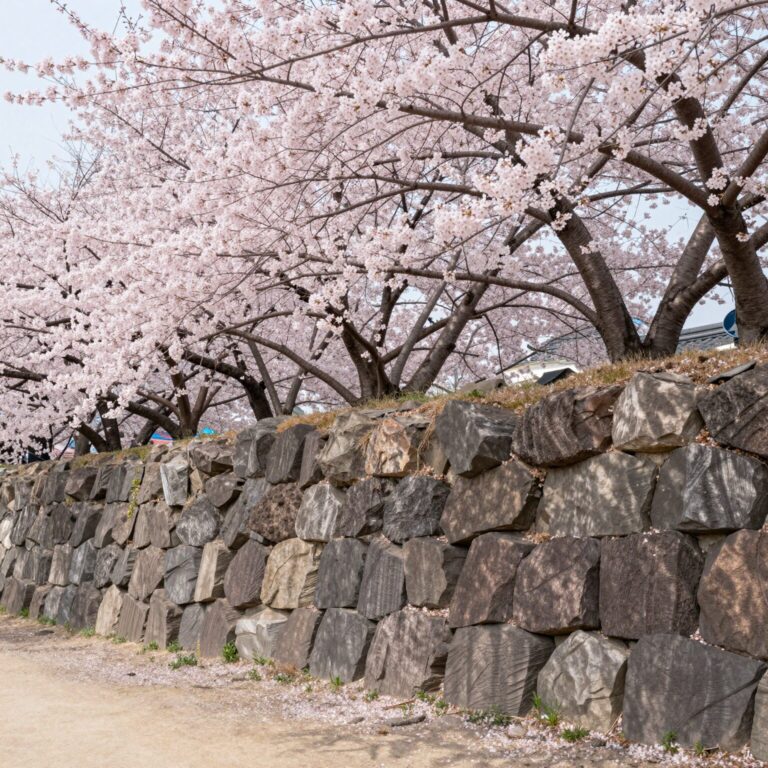 일본 마쓰야마성의 돌담과 분홍색 겹벚꽃이 어우러진 봄 풍경