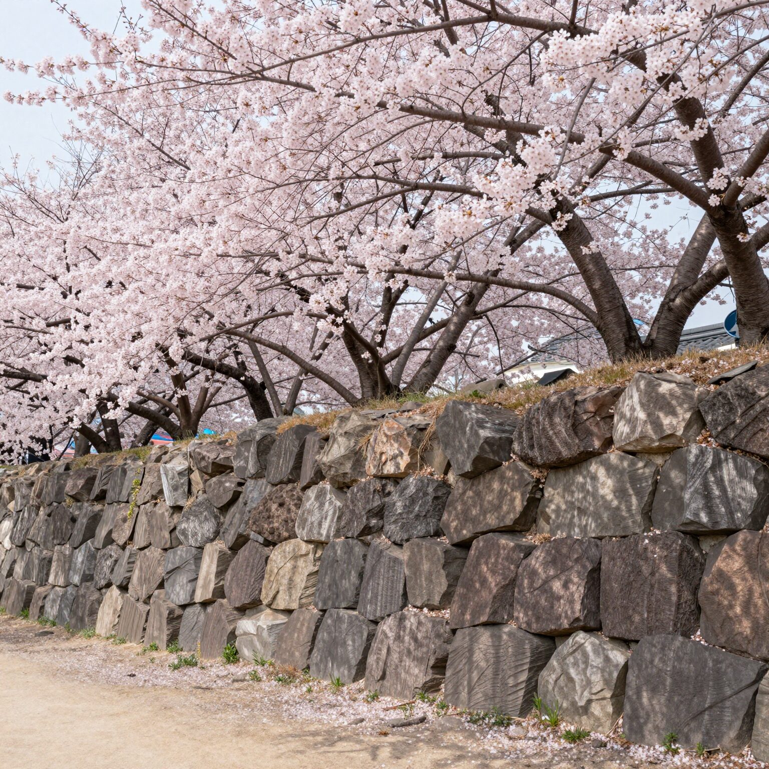 일본 마쓰야마성의 돌담과 분홍색 겹벚꽃이 어우러진 봄 풍경