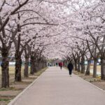 하남 미사경정공원의 분홍색 겹벚꽃 길과 조정경기장이 보이는 봄 풍경